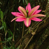 Passiflora antioquiensis H.Karst.